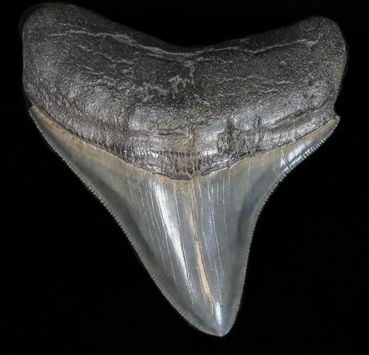 Gorgous Megalodon Tooth - Sharp Serrations #40258